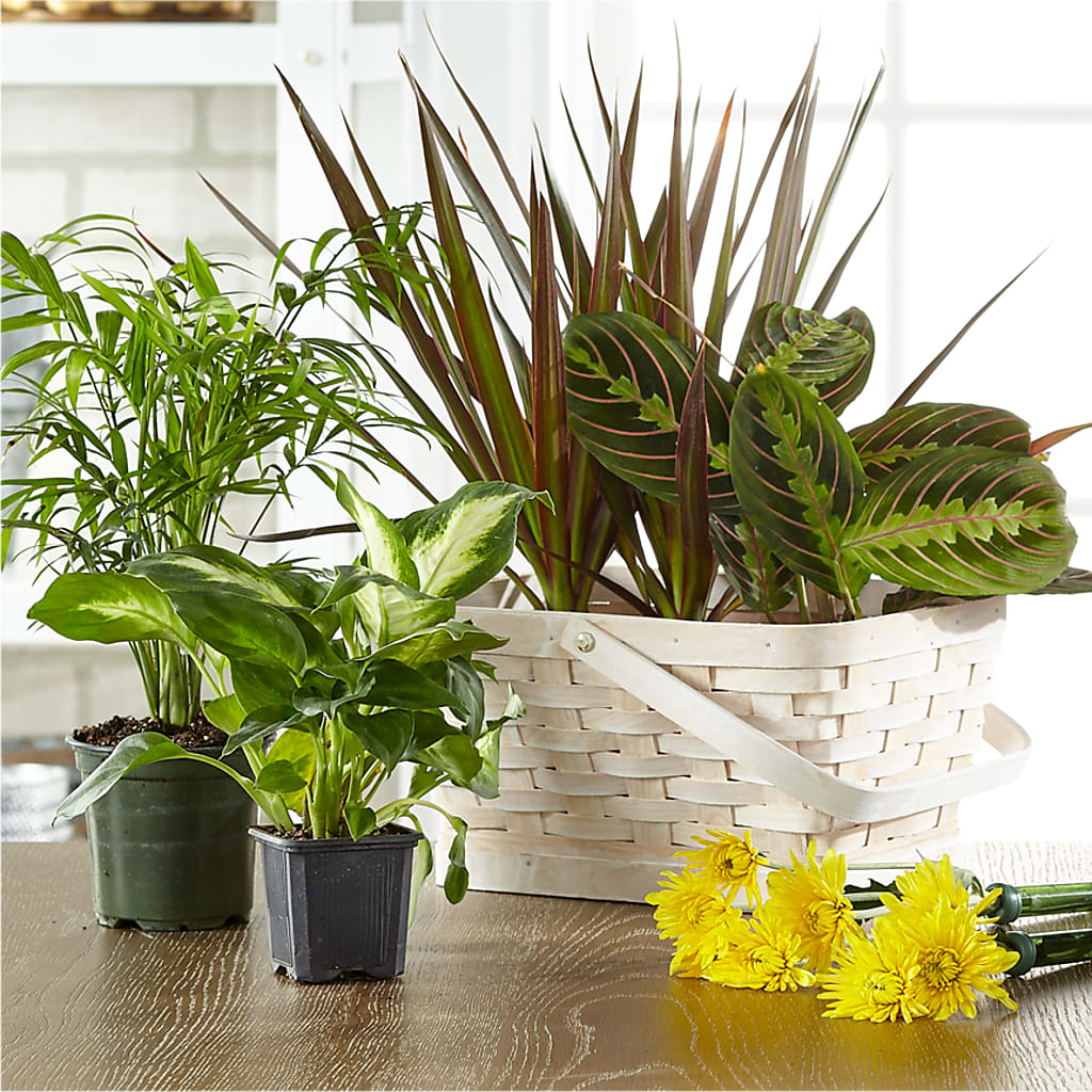 Florist Designed Blooming and Green Plants in a Basket –  Heliconia Flowers Of Colombia, Cuddebackville NY