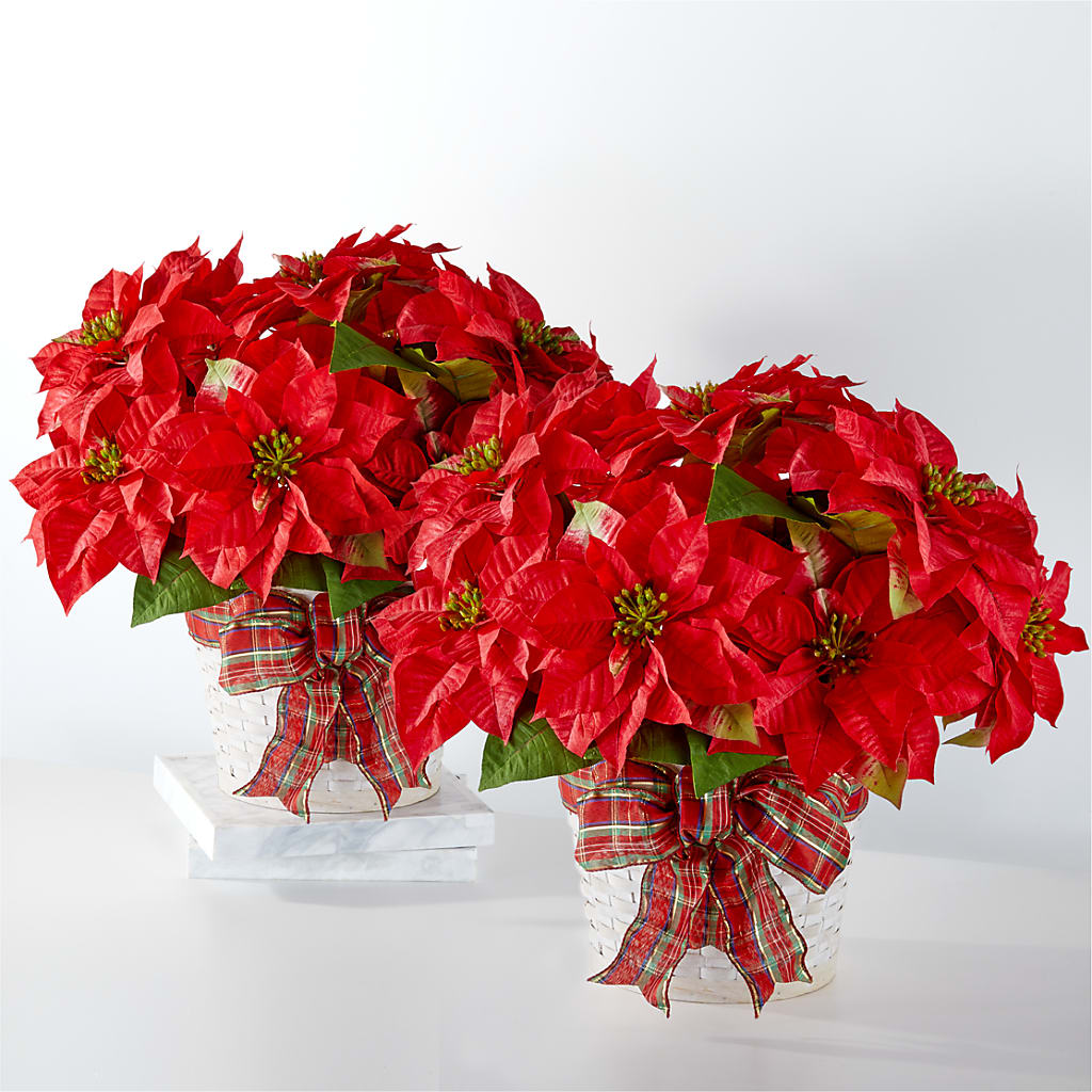 Happiest Holidays Poinsettia Bundle –  Heliconia Flowers Of Colombia, Cuddebackville NY
