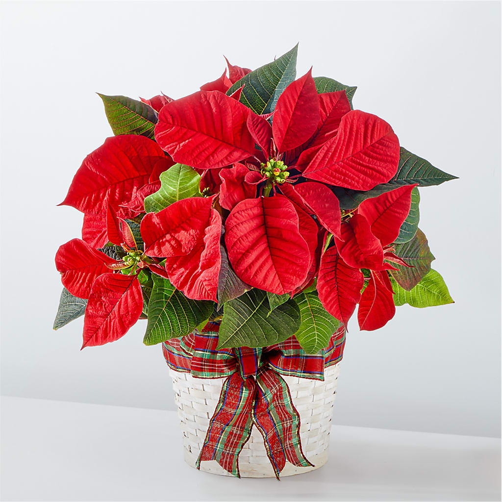 Happiest Holidays Poinsettia –  Heliconia Flowers Of Colombia, Cuddebackville NY