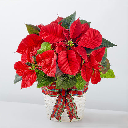 Happiest Holidays Poinsettia –  Heliconia Flowers Of Colombia, Cuddebackville NY