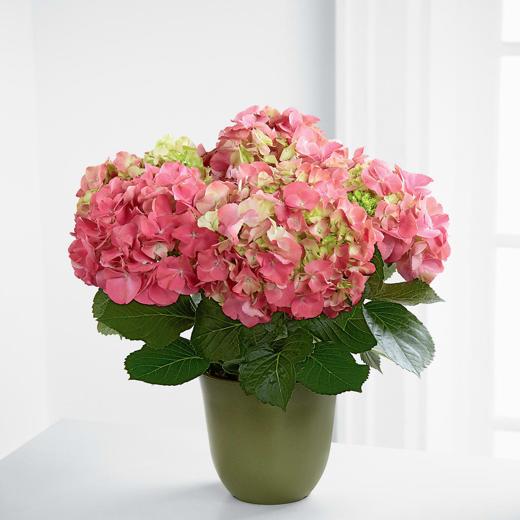 Pink Hydrangea Planter –  Heliconia Flowers Of Colombia, Cuddebackville NY