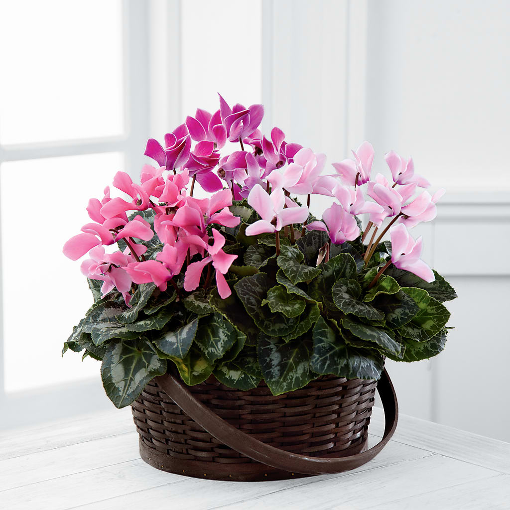 Mixed Cyclamen Planter –  Heliconia Flowers Of Colombia, Cuddebackville NY