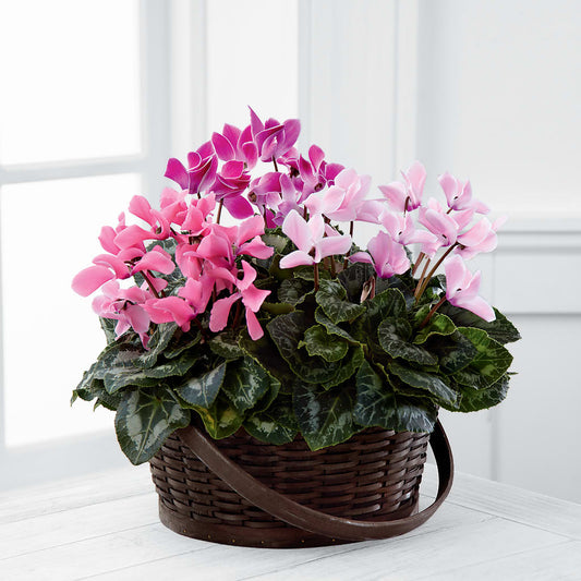 Mixed Cyclamen Planter –  Heliconia Flowers Of Colombia, Cuddebackville NY
