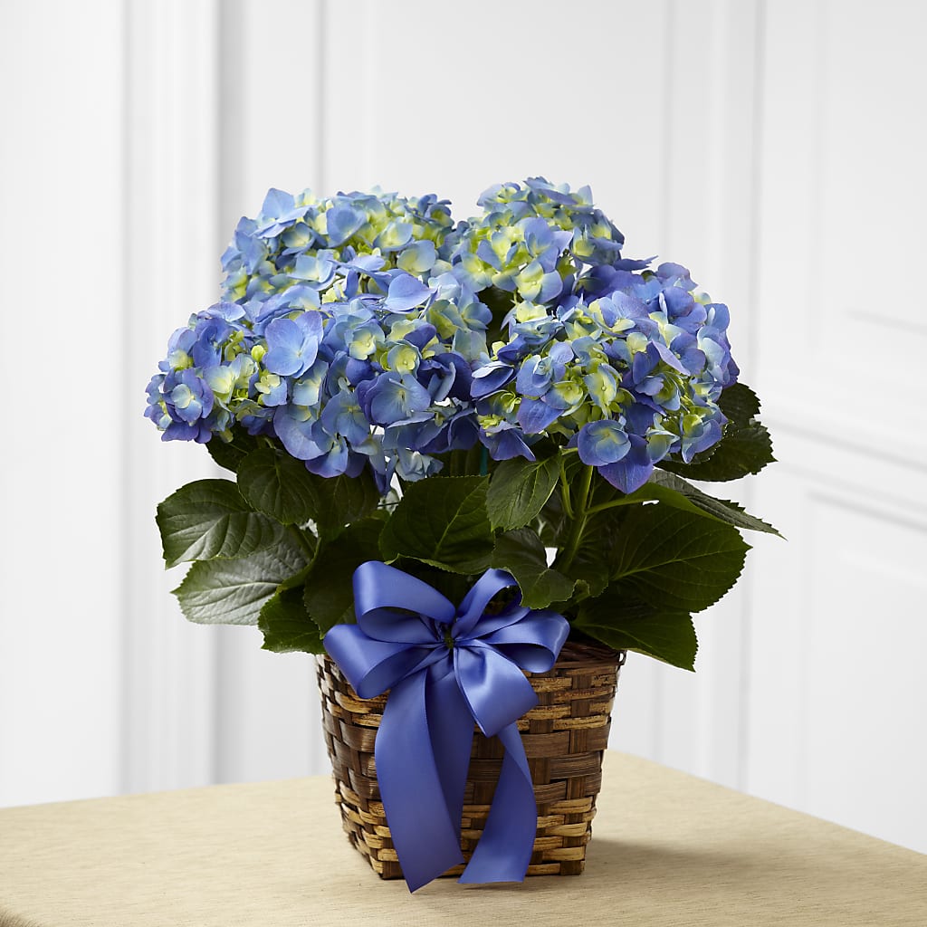 Blue Hydrangea Planter –  Heliconia Flowers Of Colombia, Cuddebackville NY