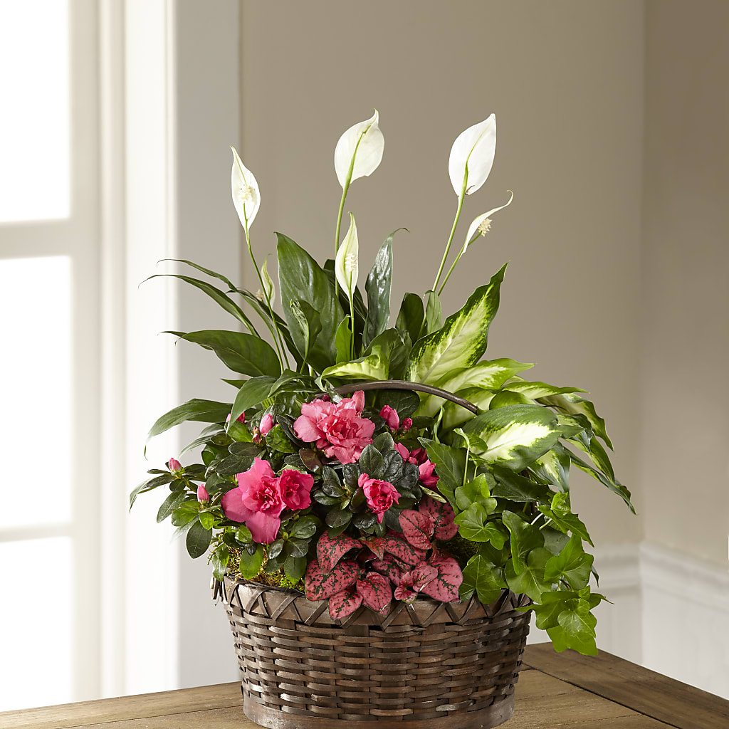 Dream in Pink Dishgarden –  Heliconia Flowers Of Colombia, Cuddebackville NY