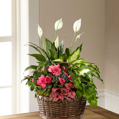 Dream in Pink Dishgarden –  Heliconia Flowers Of Colombia, Cuddebackville NY