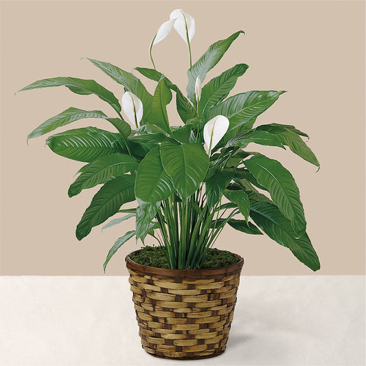 Tranquil Moments Peace Lily Plant –  Heliconia Flowers Of Colombia, Cuddebackville NY
