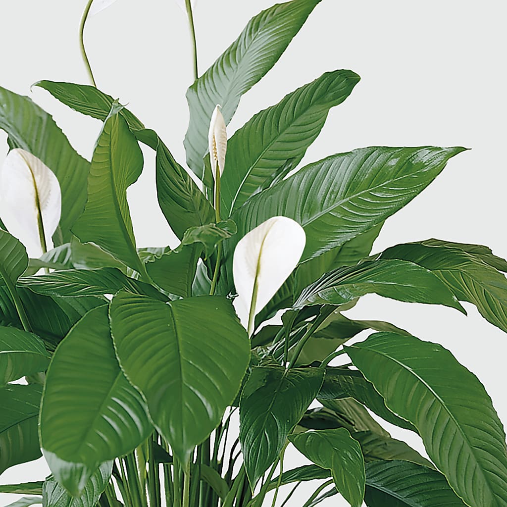 Tranquil Moments Peace Lily Plant –  Heliconia Flowers Of Colombia, Cuddebackville NY