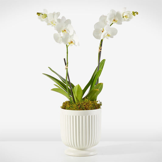 Whispering White Orchid –  Heliconia Flowers Of Colombia, Cuddebackville NY