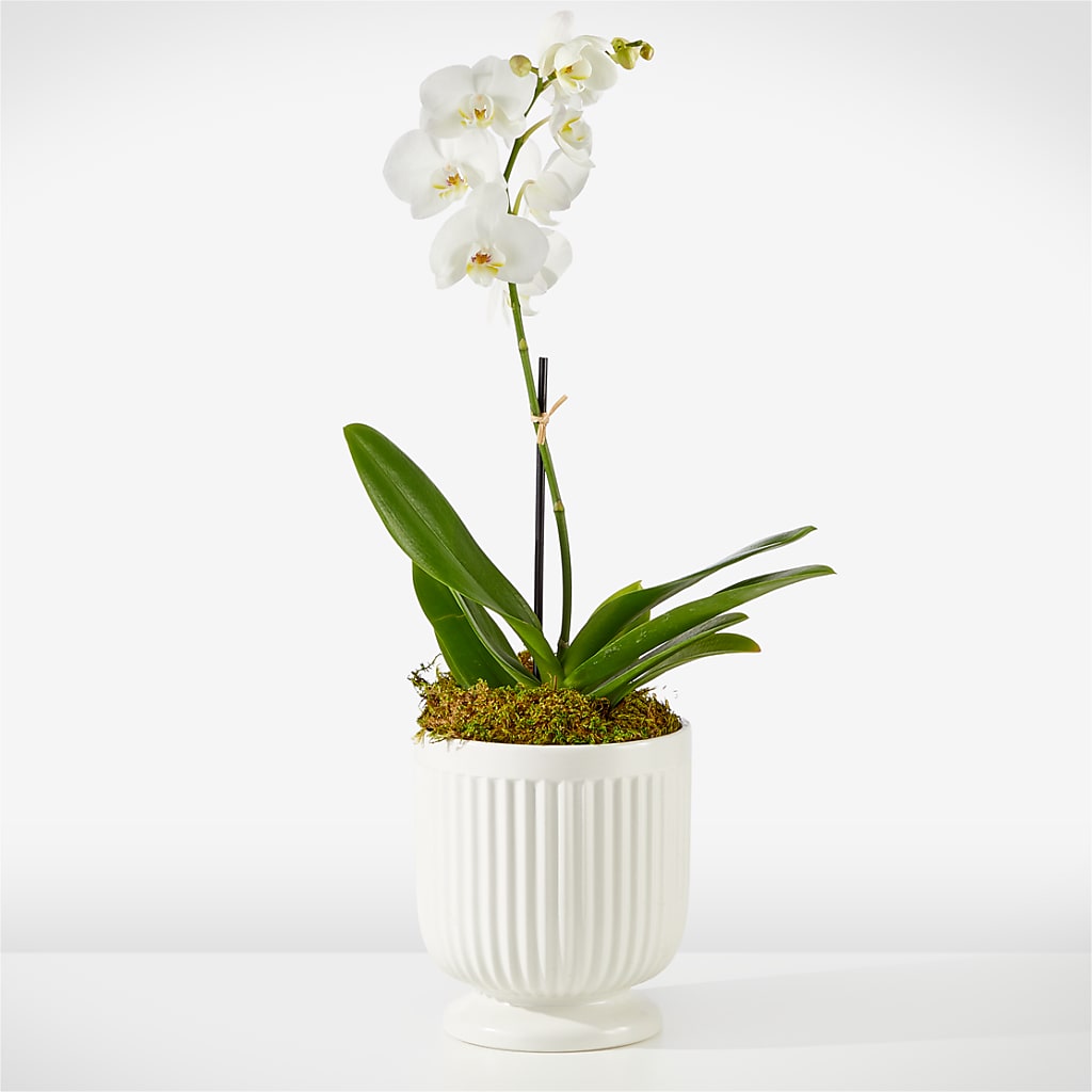 Whispering White Orchid –  Heliconia Flowers Of Colombia, Cuddebackville NY