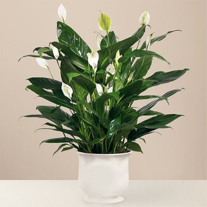 Comfort Planter –  Heliconia Flowers Of Colombia, Cuddebackville NY