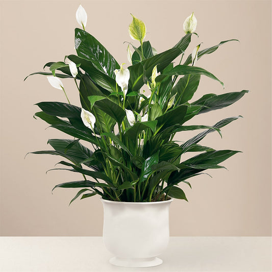 Comfort Planter –  Heliconia Flowers Of Colombia, Cuddebackville NY