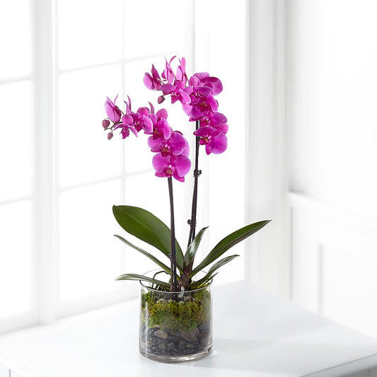 Pink Orchid Plant –  Heliconia Flowers Of Colombia, Cuddebackville NY