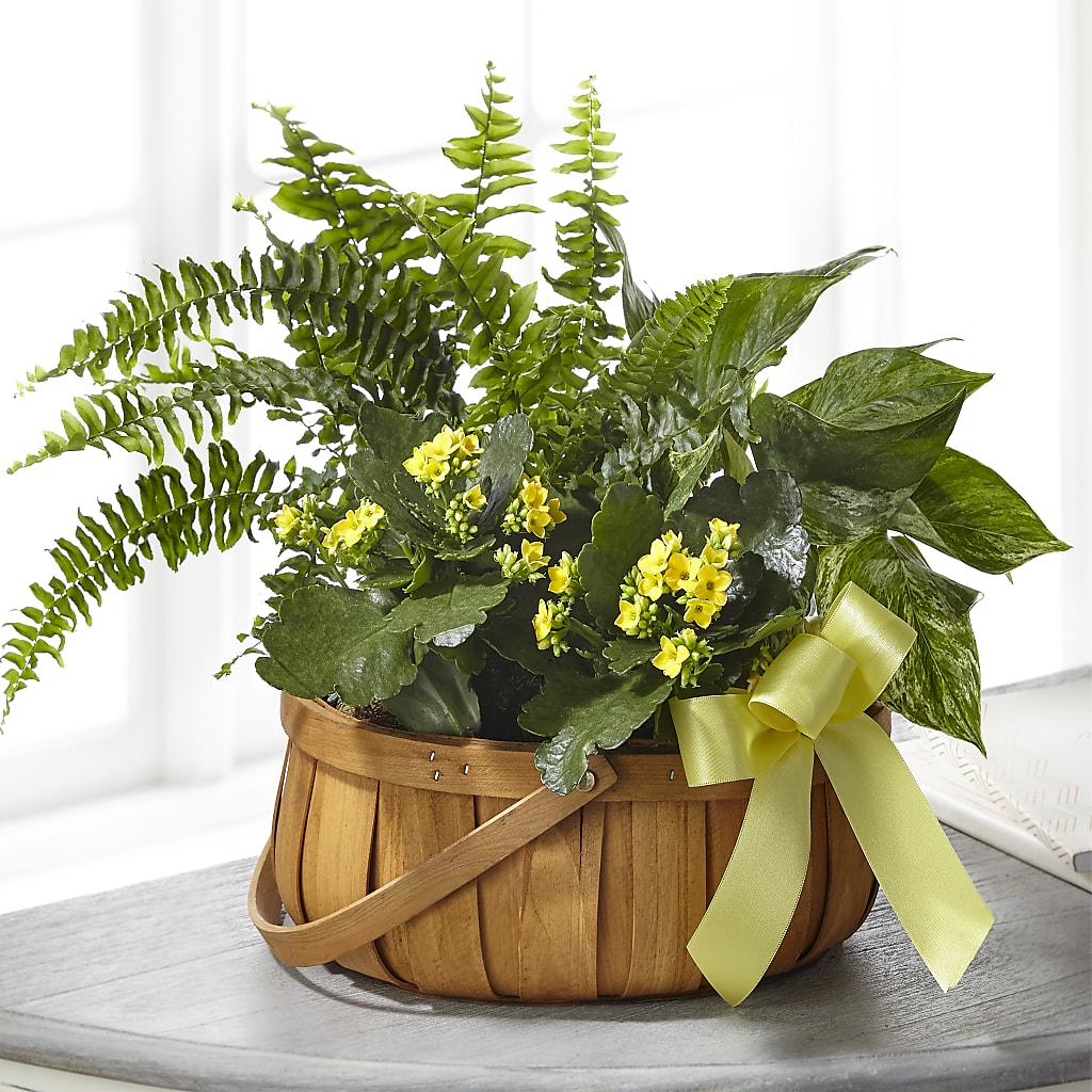 Always Dear Dishgarden –  Heliconia Flowers Of Colombia, Cuddebackville NY