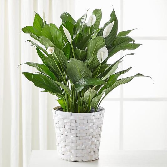 A New Leaf Peace Lily –  Heliconia Flowers Of Colombia, Cuddebackville NY