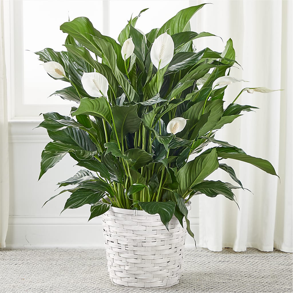 A New Leaf Peace Lily –  Heliconia Flowers Of Colombia, Cuddebackville NY