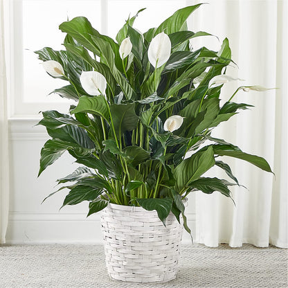A New Leaf Peace Lily –  Heliconia Flowers Of Colombia, Cuddebackville NY