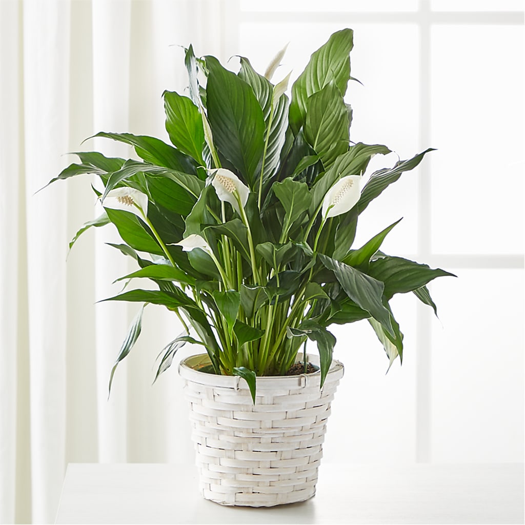A New Leaf Peace Lily –  Heliconia Flowers Of Colombia, Cuddebackville NY