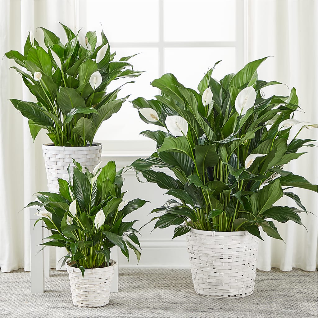 A New Leaf Peace Lily –  Heliconia Flowers Of Colombia, Cuddebackville NY