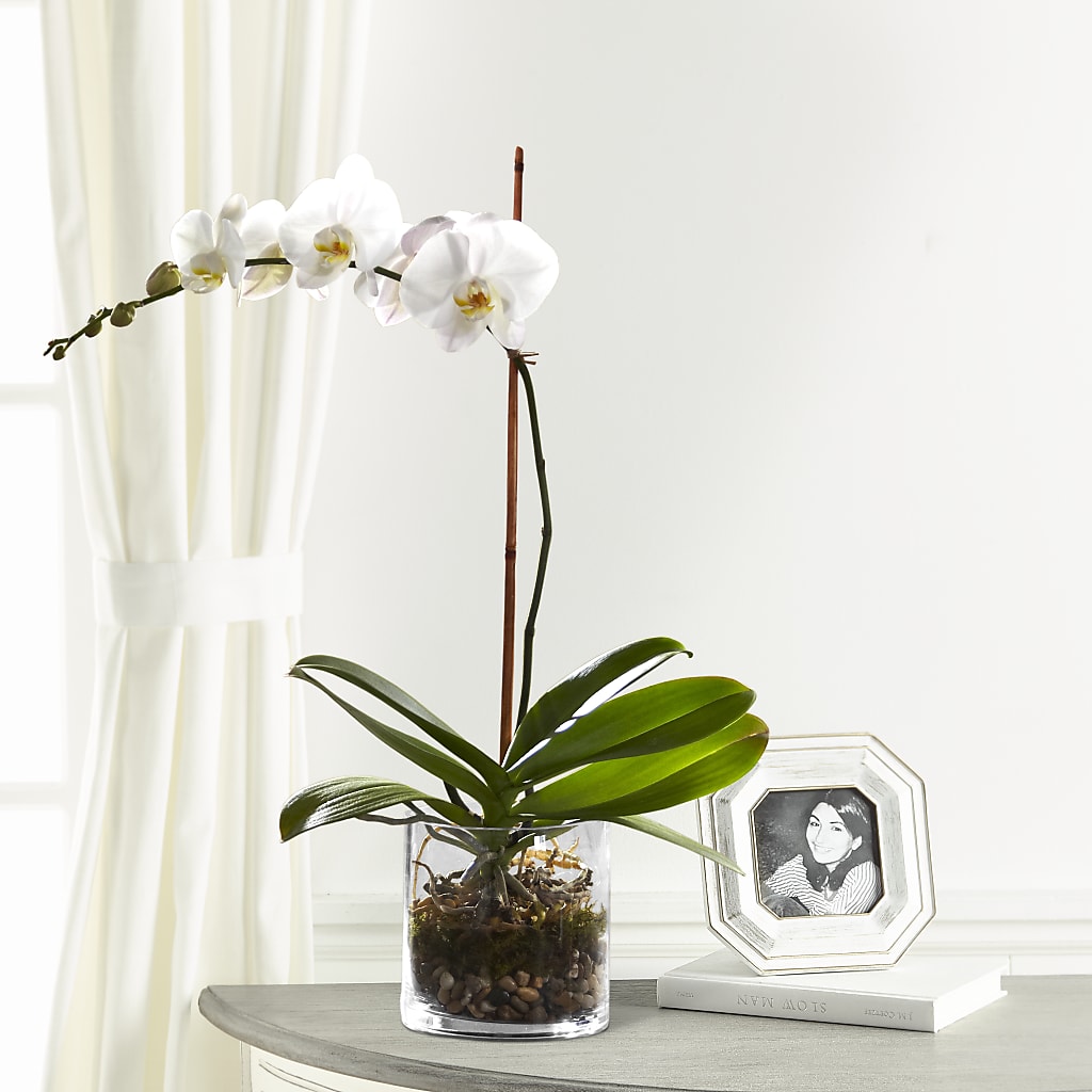 White Orchid Planter –  Heliconia Flowers Of Colombia, Cuddebackville NY