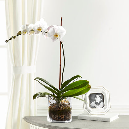 White Orchid Planter –  Heliconia Flowers Of Colombia, Cuddebackville NY