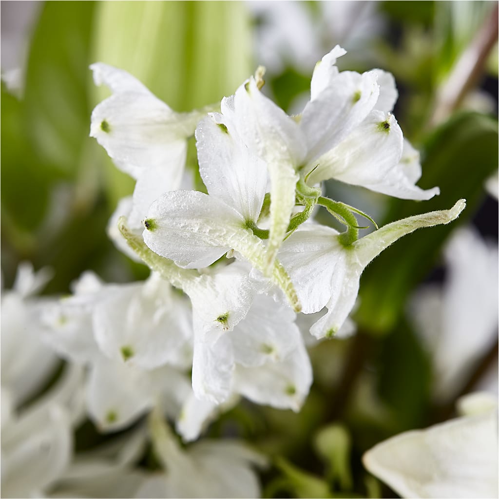 Classic Ivory – A Florist Original –  Heliconia Flowers Of Colombia, Cuddebackville NY