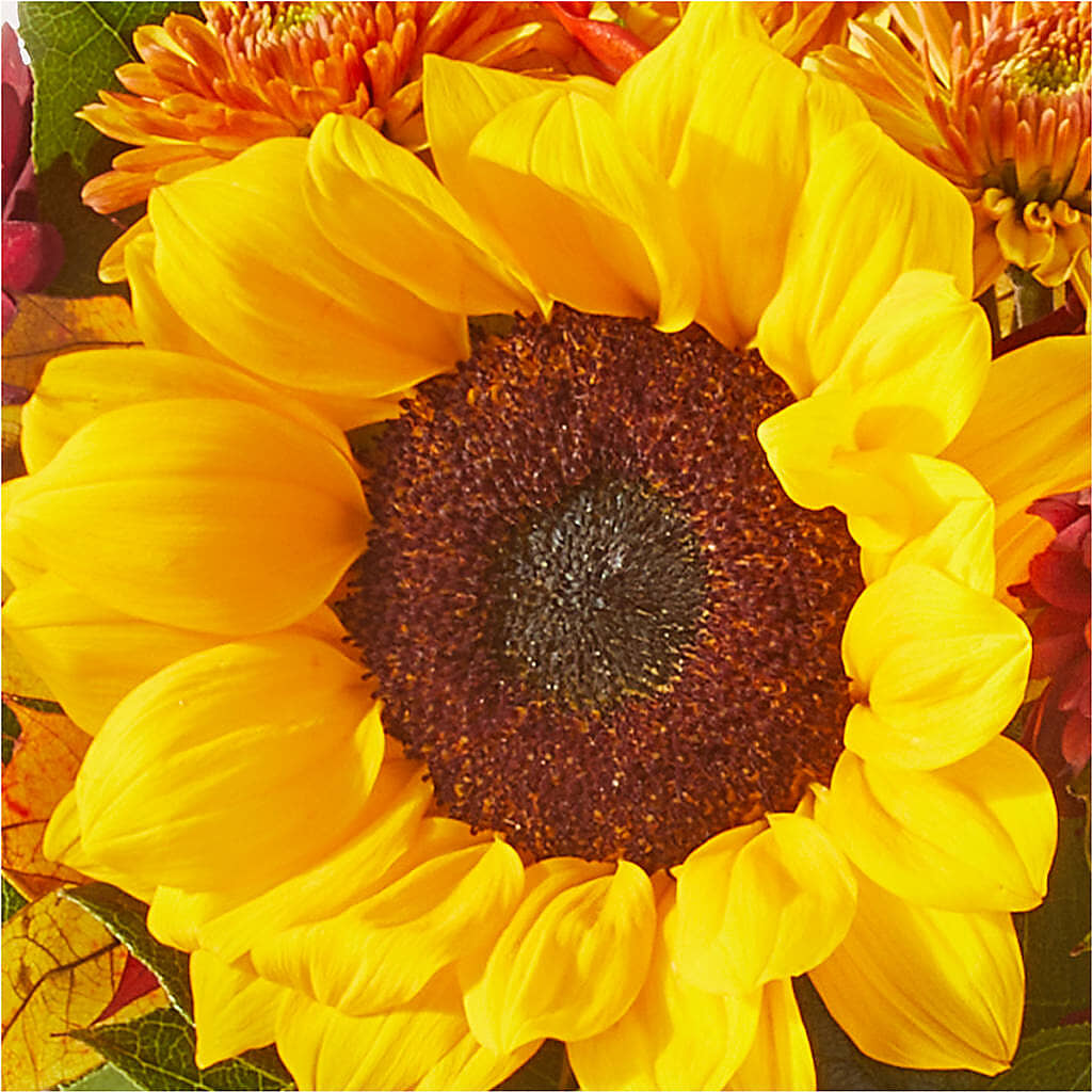 Sunny Side Bouquet –  Heliconia Flowers Of Colombia, Cuddebackville NY