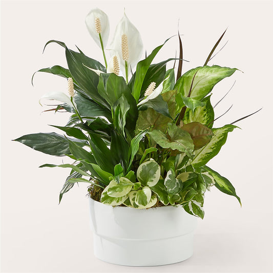 Radiating Positivity Dishgarden –  Heliconia Flowers Of Colombia, Cuddebackville NY